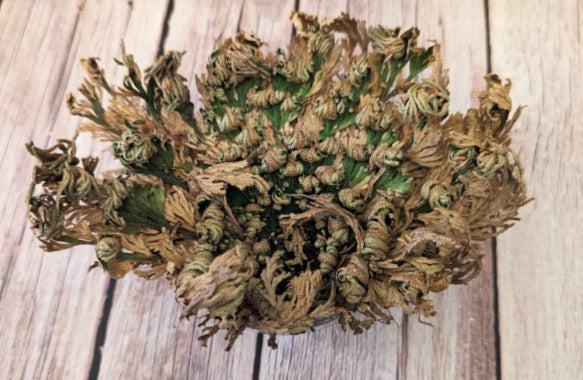 Rose of Jericho Kit