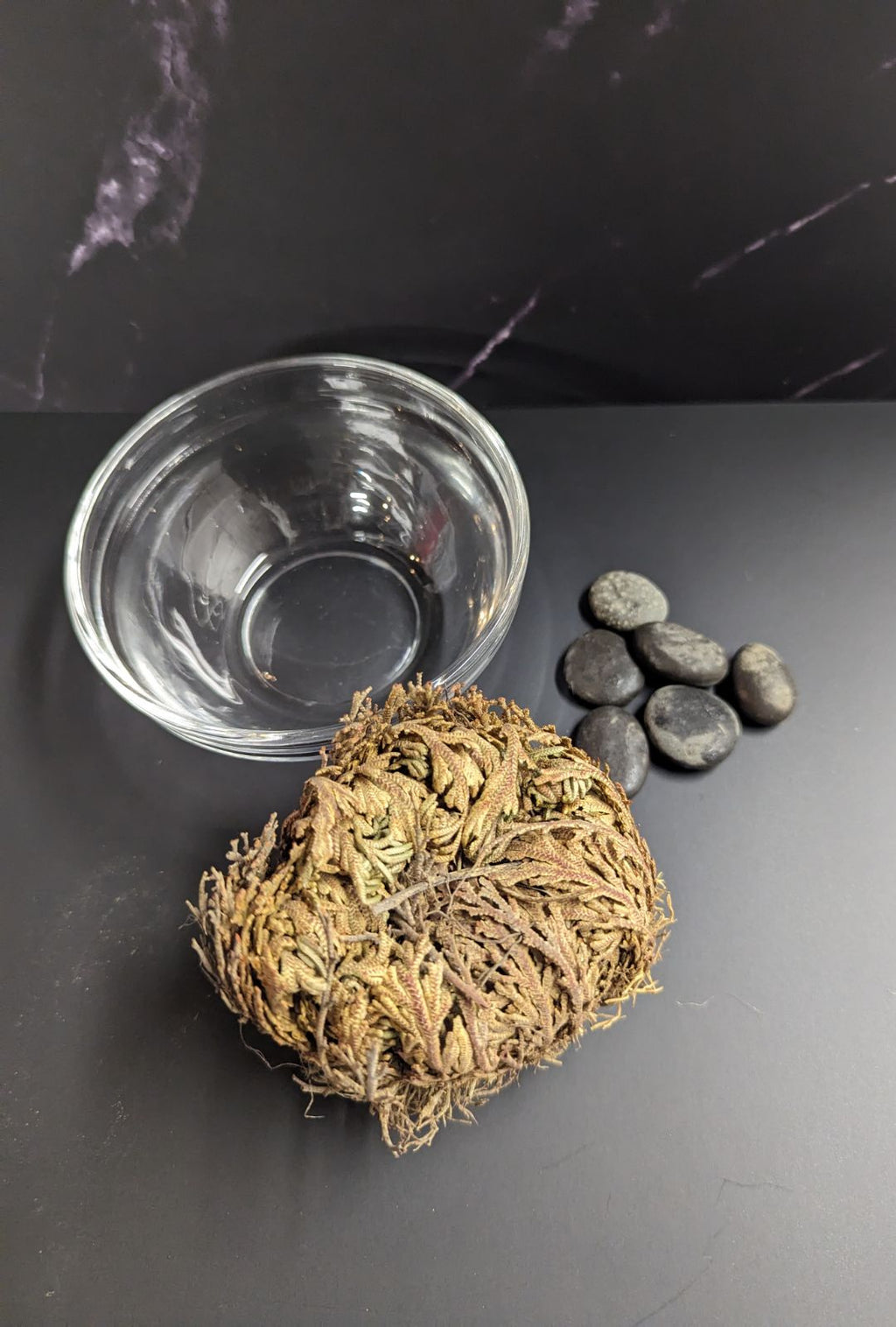 Rose of Jericho Kit